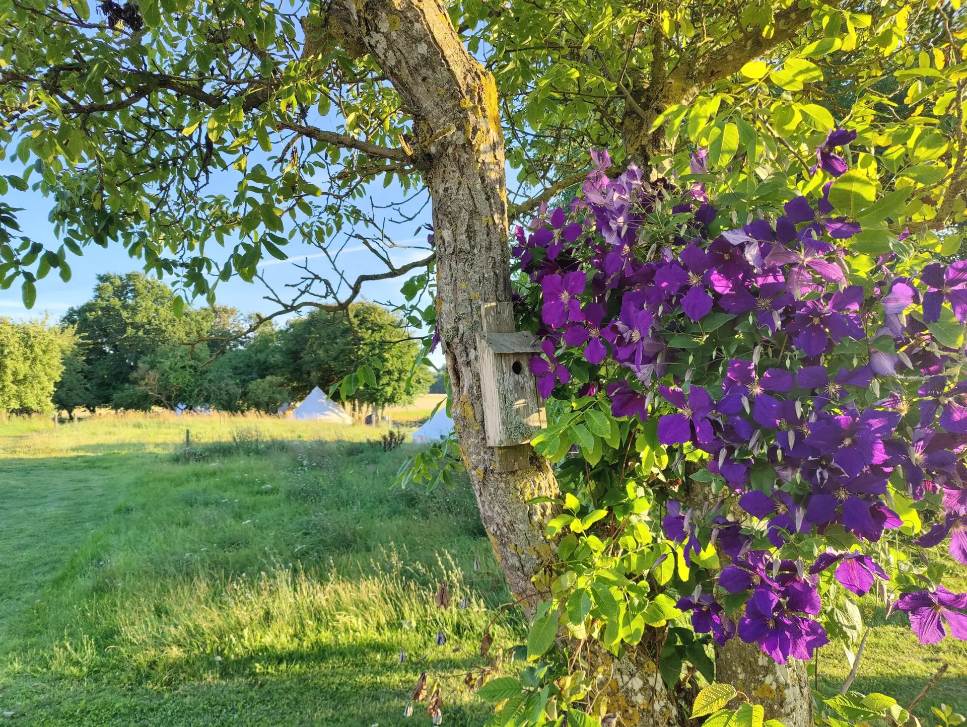 Glamping Accomodation Hotel Bornholm Book