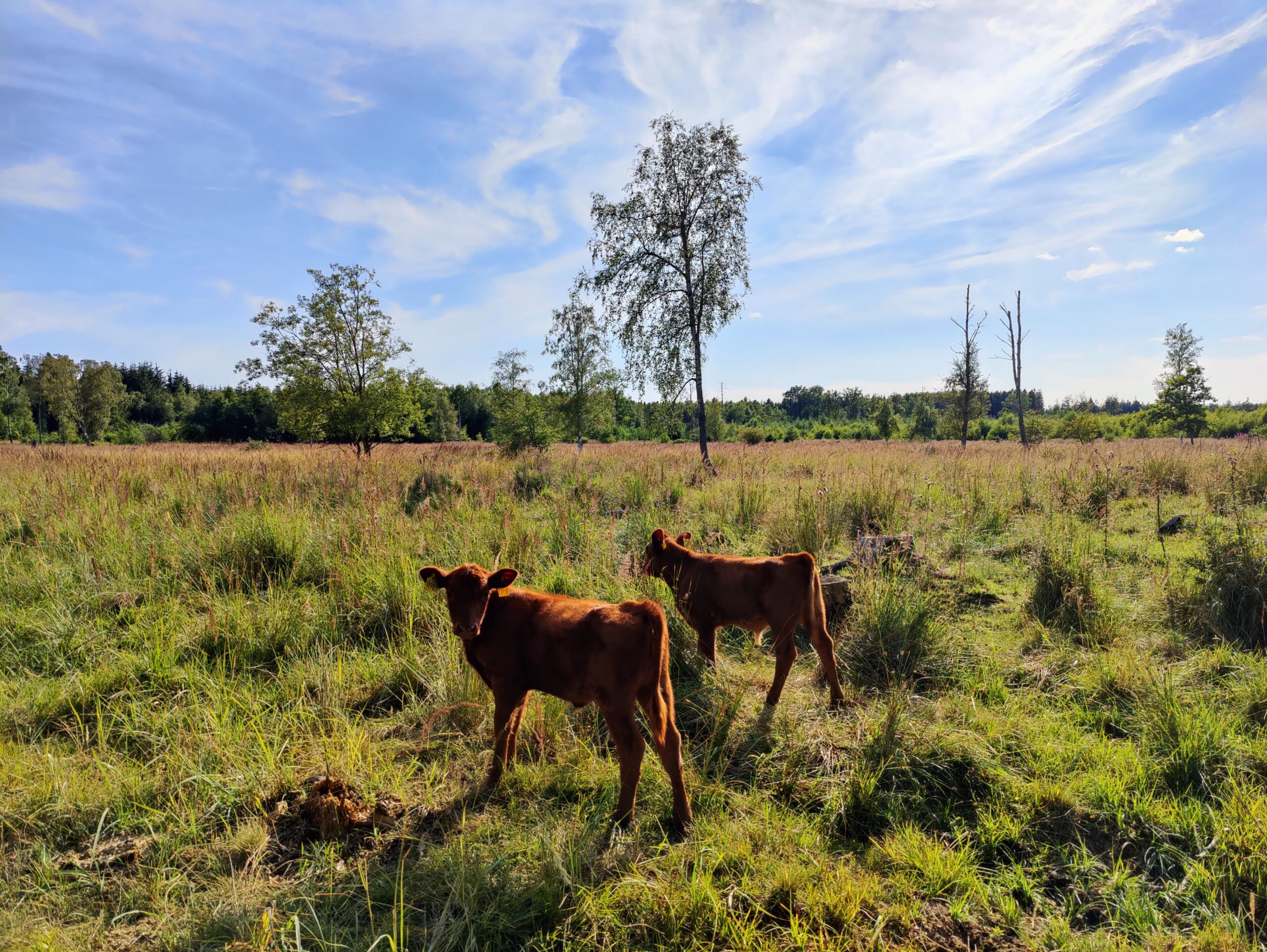 Naturpleje, biodiversitet, naturbaserede løsninger, glamping, Mønstergård, Højlyngsstien, Ølene,
