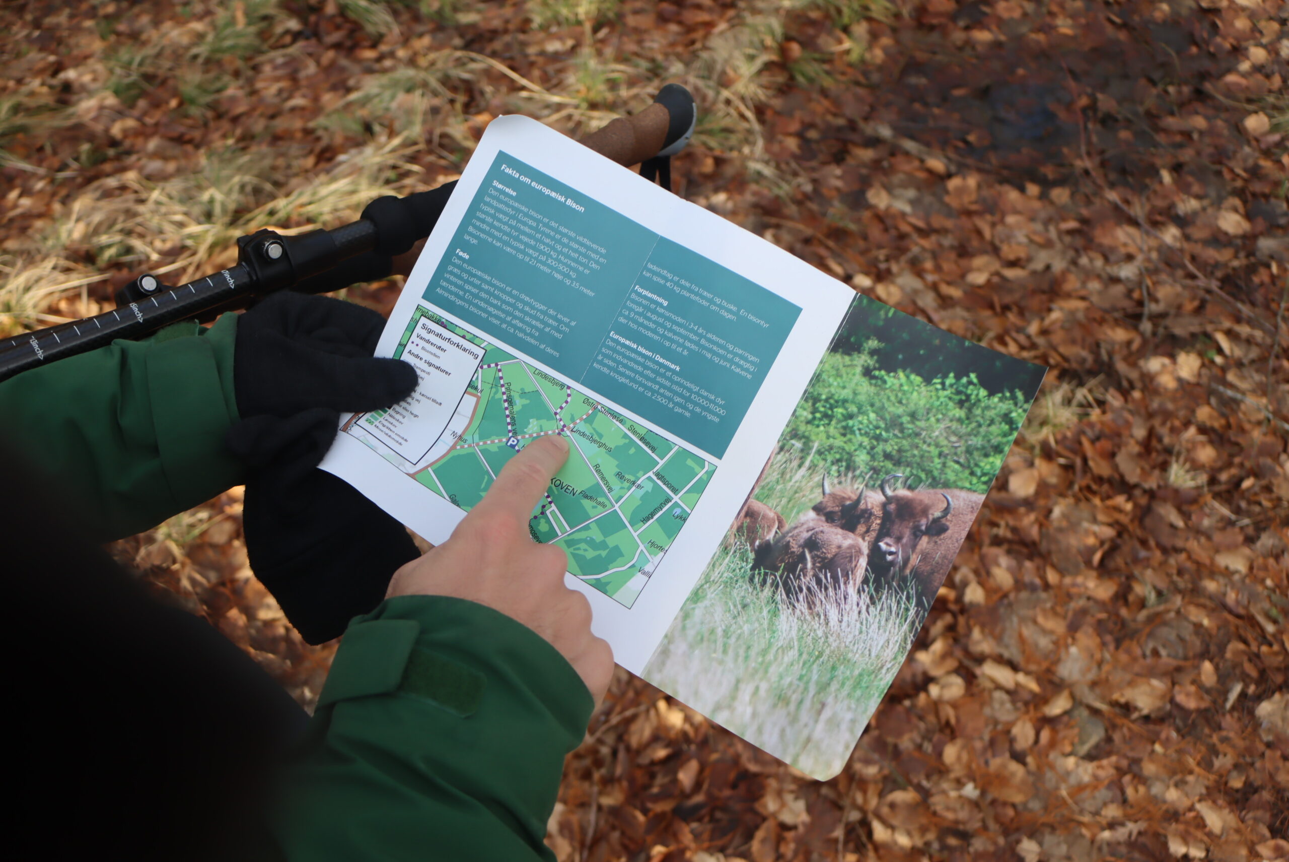 Vandreture, vandring, bisonskoven, glamping, Under Canvas Bornholm