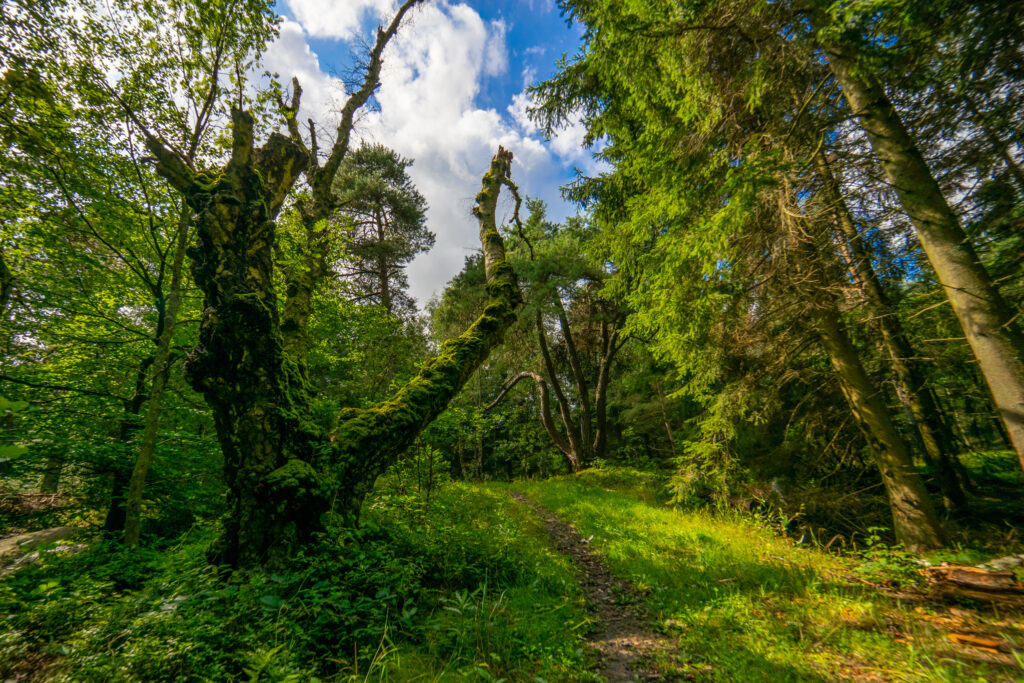 Glamping Aktiviteter Under Canvas Bornholm