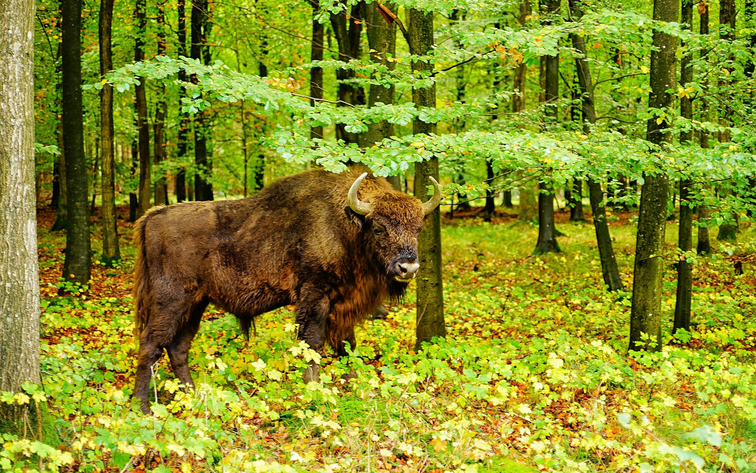 Bison i Naturnationalpark Almindingen