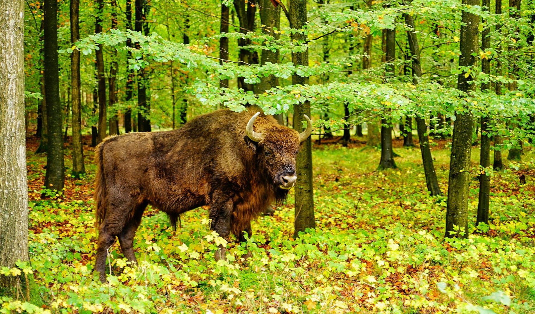Bison i Naturnationalpark Almindingen