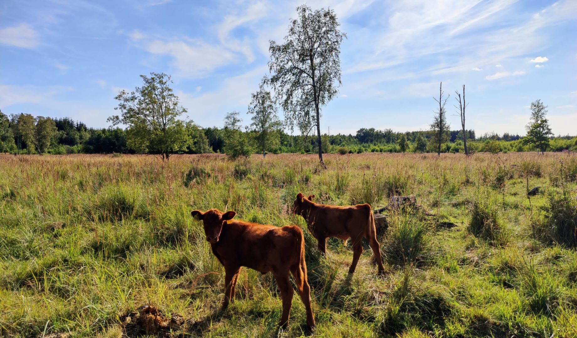 Bondegårdsferie Bornholm, Naturpleje, biodiversitet, naturbaserede løsninger, glamping, Mønstergård, Højlyngsstien, Ølene,