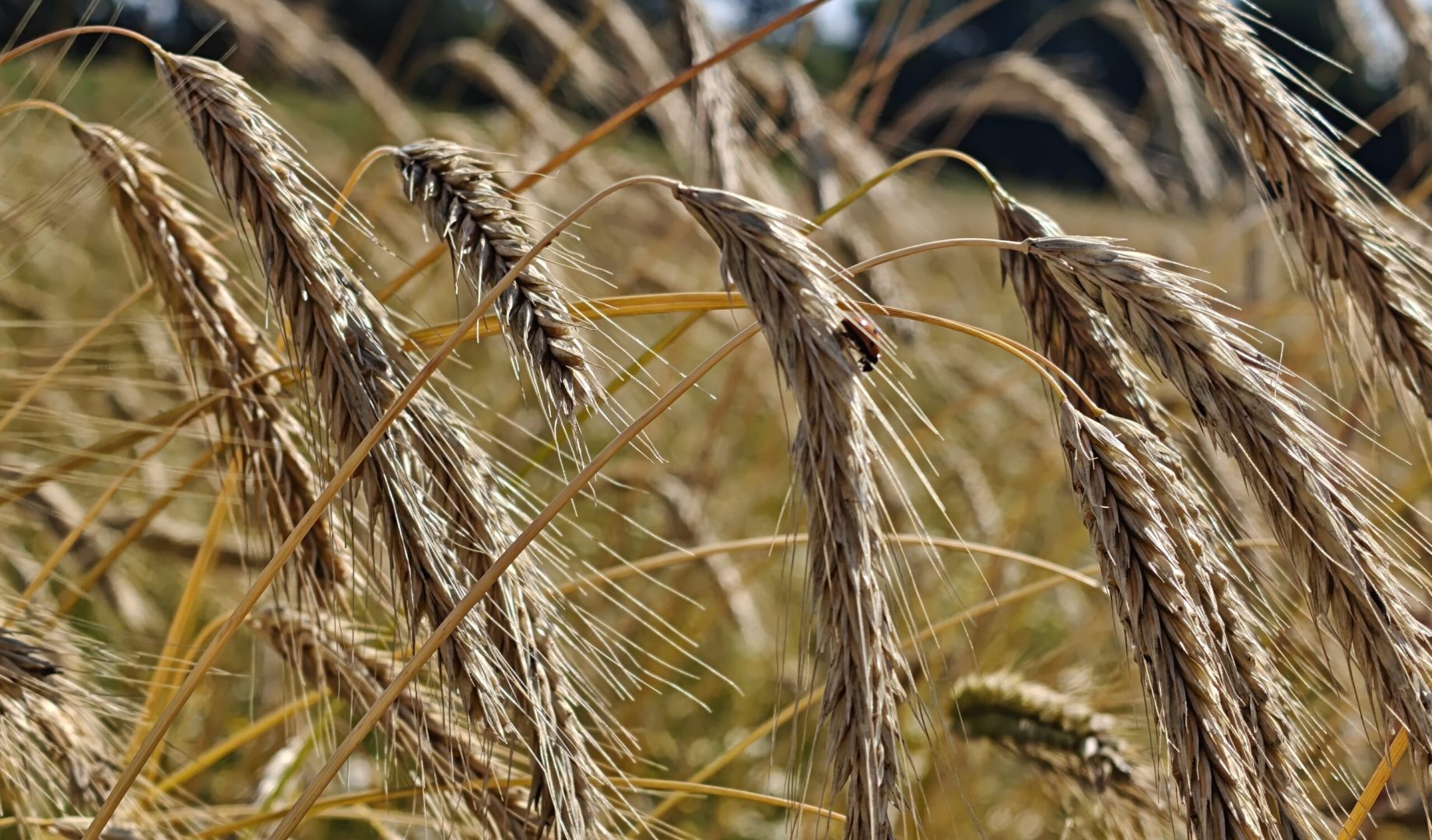 Bondegårdsferie på Bornholm